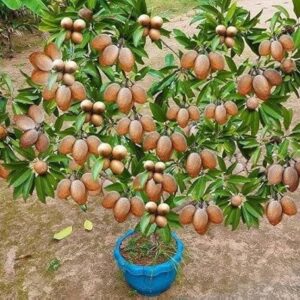 Chiku (Sapota) Grafted Plant for Home Garden