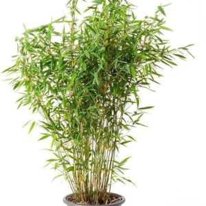 Table china mini bamboo indoors live Plants with pot ( 6-10cm)