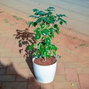 China Doll Live Healthy Plant with tub