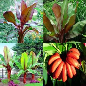 Red Banana Dwarf Healthy Plant for home garden planting