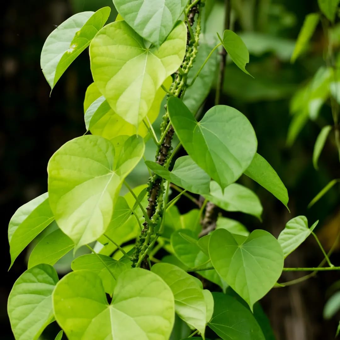 Giloy Stick/Stem/Giloi Bel/Guruch/Gulvel/Guduchi stems/Gudhi Stick - Image 4