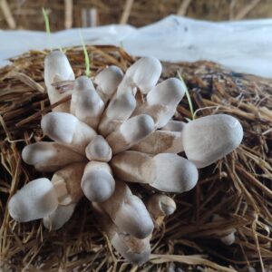 Paddy Straw Mushroom Spawn (Volvariella volvacea) – Buy Online 