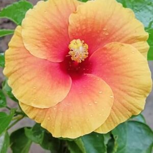 Yellow Hibiscus/Gudhal/Holud Joba Fresh Live Flower Plant with tub