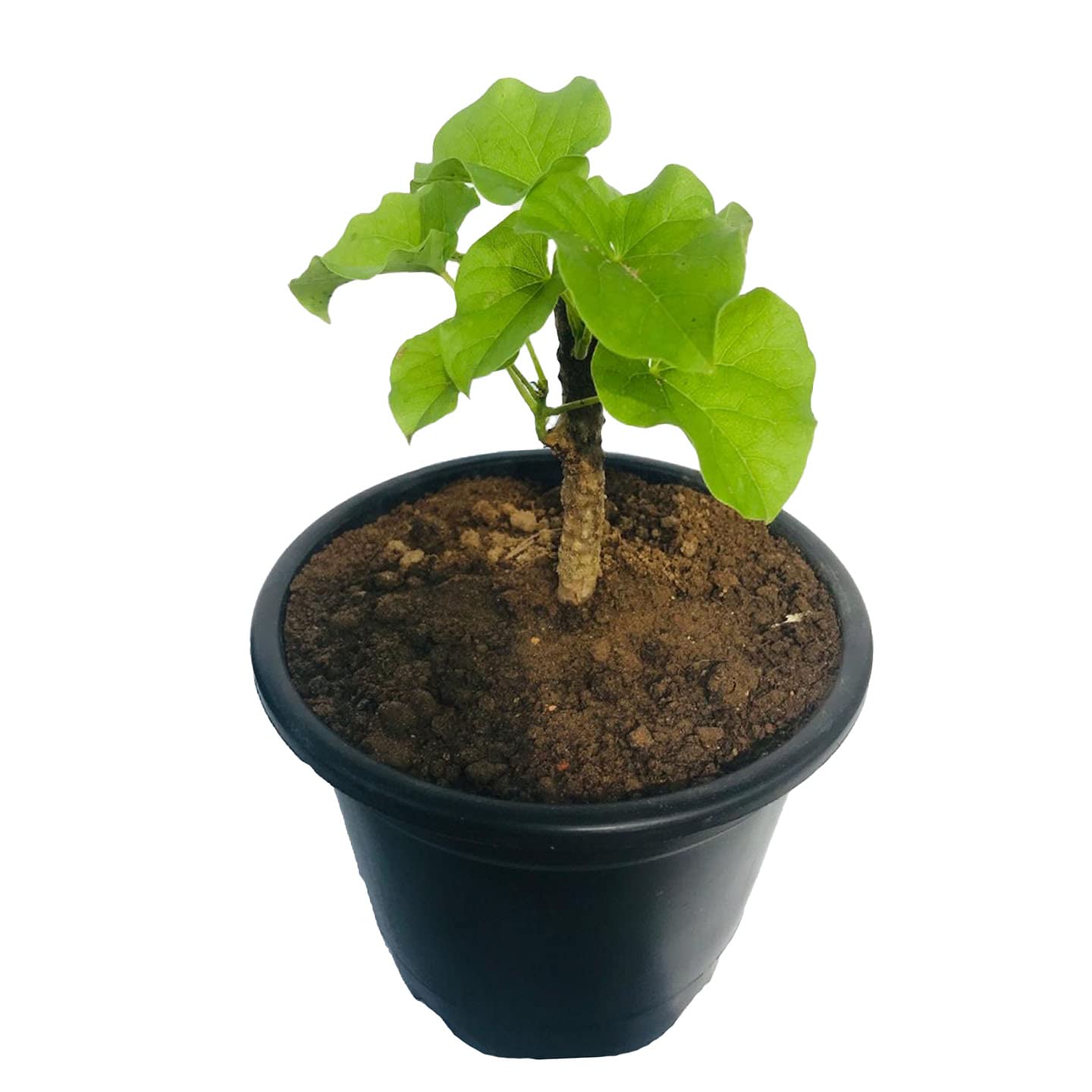 Giloy Stick/Stem/Giloi Bel/Guruch/Gulvel/Guduchi stems/Gudhi Stick