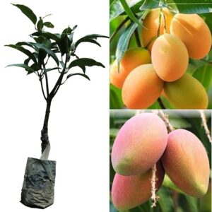 Hybrid Himsagar Mango Fruit grafeted Plant for home garden