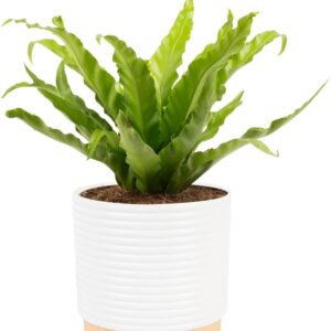 Bird Nest Fern Live Plant with pot