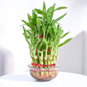 LUCKY Bamboo Plam Healthy Live Plant with tub (3layer)