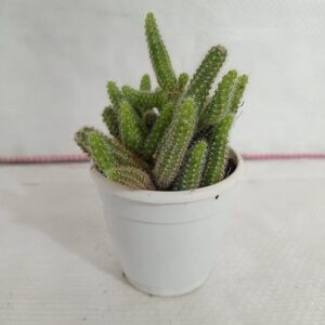 Mini Peanut Cactus Indoor Live Plant with pot