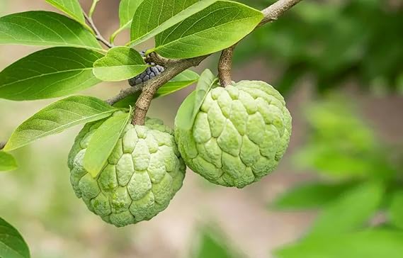Nursery Custard Apple Plant – Live Grafted Plant for Home Garden - Image 2