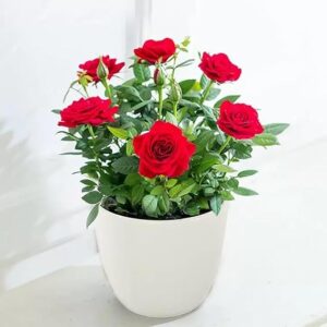 Grafted red Rose Flowers Healthy Live Plant with tub (All season -all year flower)