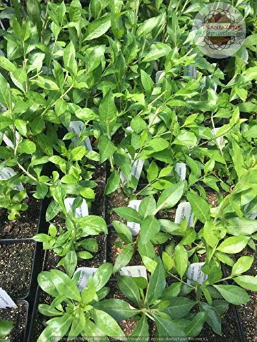 Henna Mehndi Plant (Lawsonia inermis) मेहंदी का पौधा – Live Henna Plant for Balcony & Outdoor Garden - Image 5