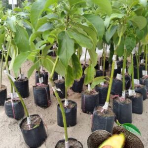 Grafted Avocado Plant – Live Fruit Plant for Home Garden