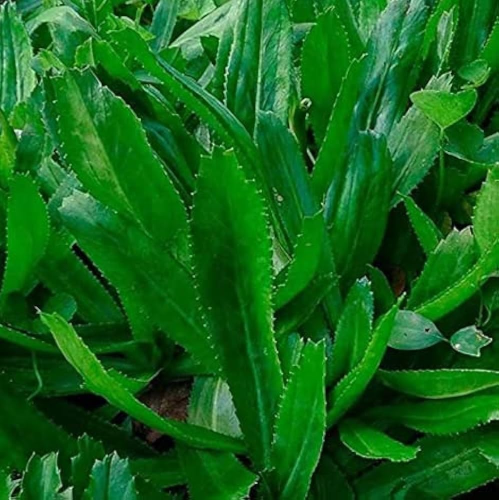 American Dhuniya Live Plant (Culantro Live Plant) With Pot – Fresh Herb Plant for Home Garden - Image 5