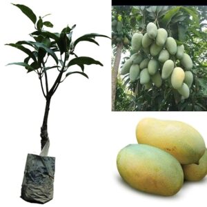 Amrapali Mango Grafted Health PLant for home garden