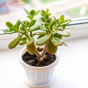 Mini Jade plant with tub for home garden