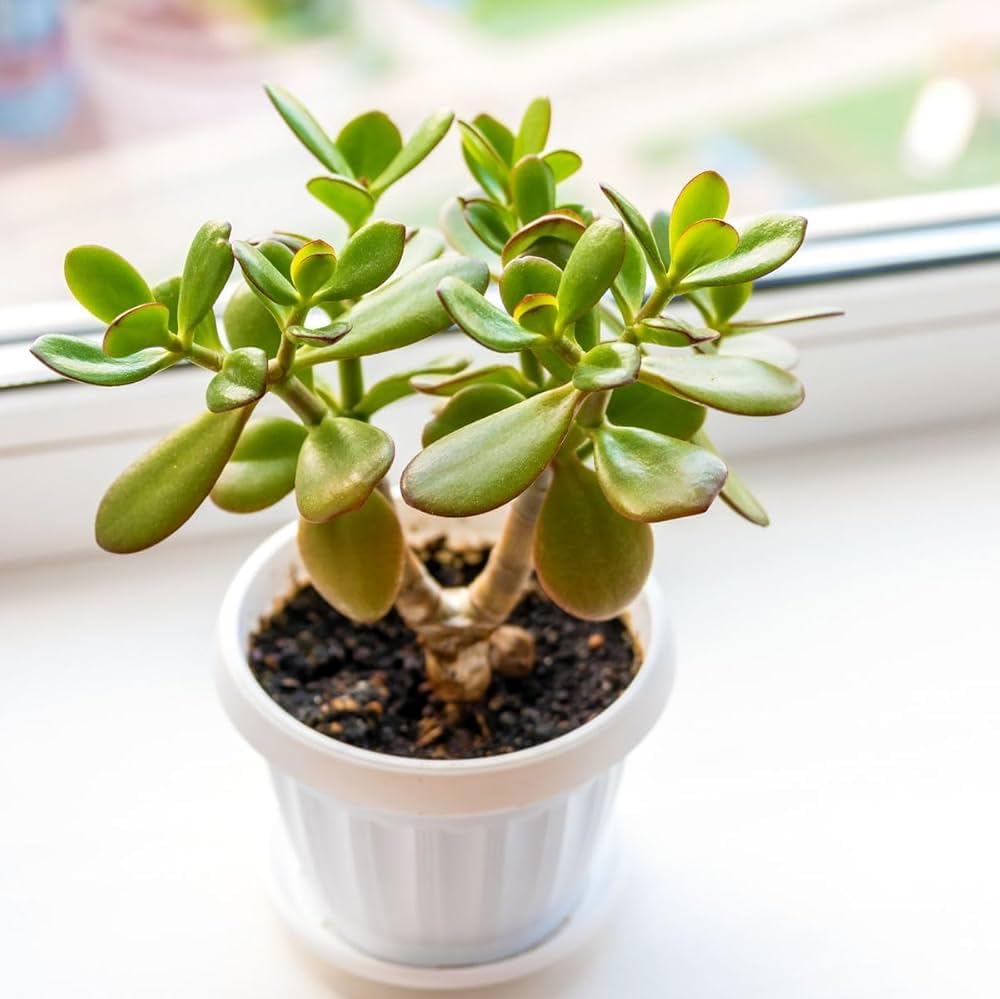 Mini Jade plant with tub for home garden