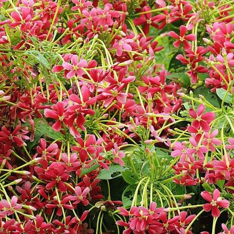 Rangoon Creeper (Madhumalati Vine) live plant - Creepers & Climbers - Image 2