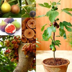 Hybrid Anjeer (Fig) Grafted Live Plant for Home Garden & Balcony (Fruit Come 1 years*)