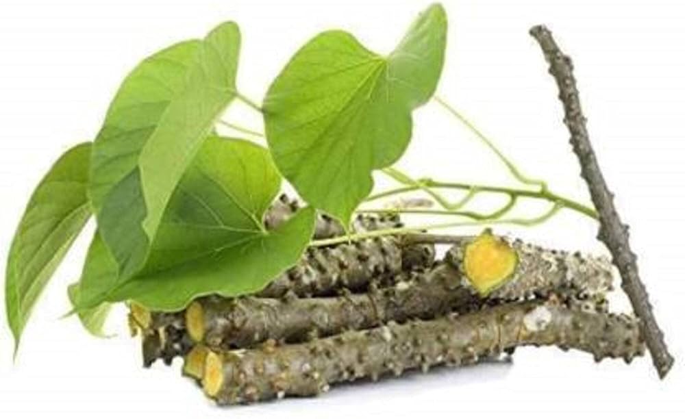 Giloy Plant (Tinospora cordifolia) – Live Healthy Plant for Home Garden
