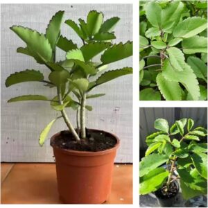 Patharchatta live Plant (2 With Tub Piece) /Leaves