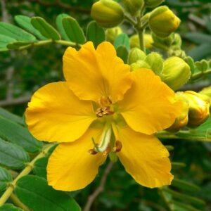 NCR Indian senna Plant ( Senna alexandrina )