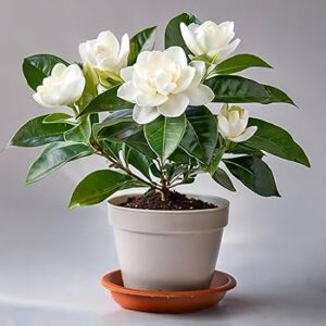 Gardenia, Ananta Live Plant (pack 1 with Tub) first delivery