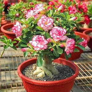 Adenium Healthy Flower PLant
