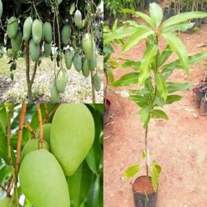 All Time / Baramasi Sweet Mango Grafted Live Plant for Home Garden