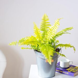 Golden Fern Indoor Live Plant with pot