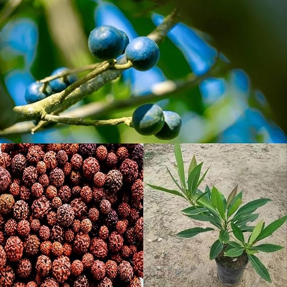 Nursery Rudraksha Plant – Live Healthy Plant for Home Garden - Image 3