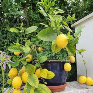 All Time Kagzi Lemon Hybrid grafted live  Plant  for home garden  2-3 Feet Height Live Plant For Home Garden