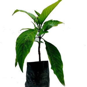 Vasaka (Justicia adhatoda) Basok Pata live plant (বাসক পাতা /leaves)
