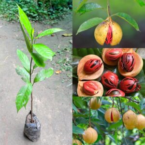 Nutmeg (Jaifal/Jaiphal) Live Tree Plant – Myristica fragrans Grafted Hybrid Variety | Javitri Spice Fruit Plant