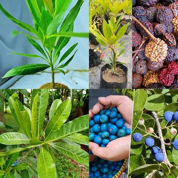 Nursery Rudraksha Plant – Live Healthy Plant for Home Garden - Image 2