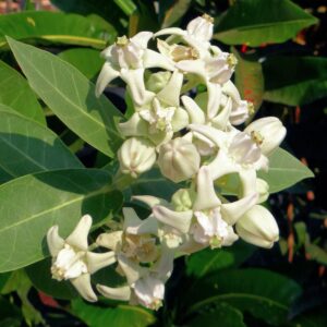 Mandar Rui Plant , Aak Plant, Toolaphala Plant – Purple & White Flowering Plant (Calotropis gigantea) for Planting and Home Gardening with Pot