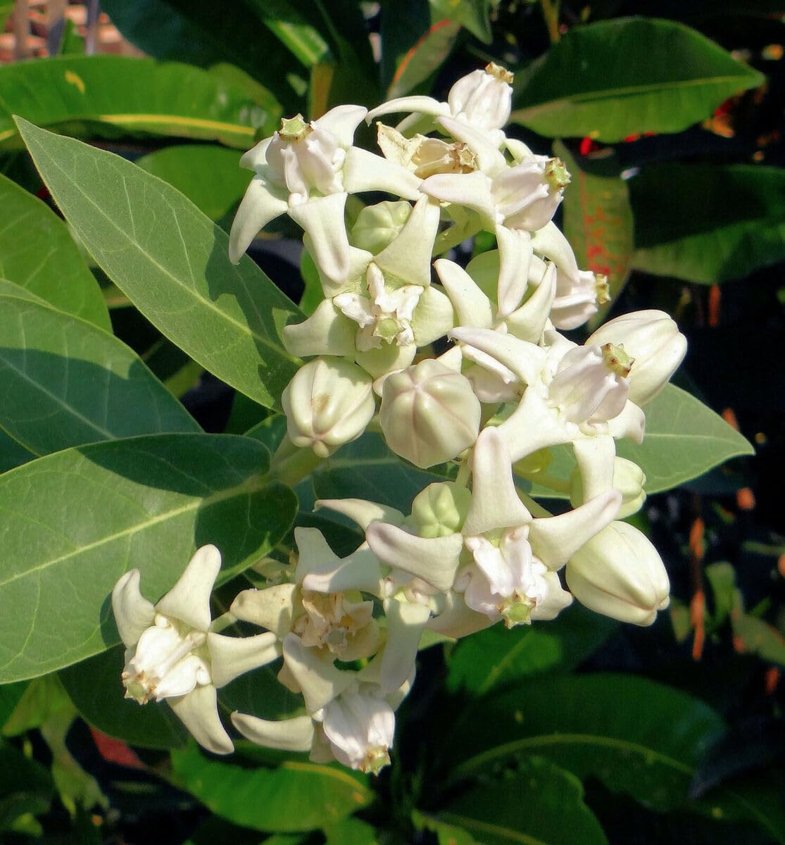 Mandar Rui Plant , Aak Plant, Toolaphala Plant – Purple & White Flowering Plant (Calotropis gigantea) for Planting and Home Gardening with Pot