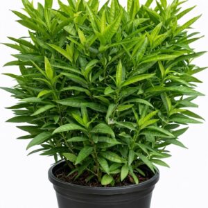 Live Sukh-Shanti Jal Bahar Lucky Plant with Pot – सुख शांति का पौधा for Home Garden