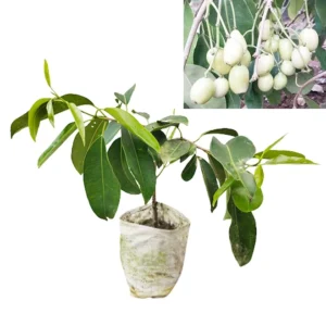 Jambolan / Jumbo / Jamun Fruit Grafted Plants