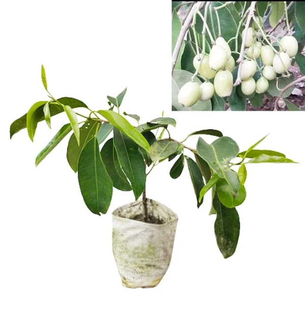Jumar Plant Jambolan / Jumbo / Jamun Fruit Grafted Plants – krisikart