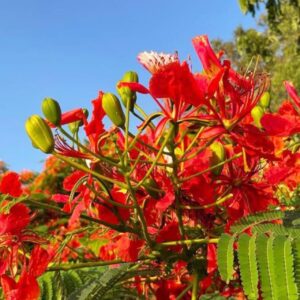 Gulmohar Plant | Red Krishna Sura (Delonix regia) Live Flower Plant with Pot for Home & Garden Balcony
