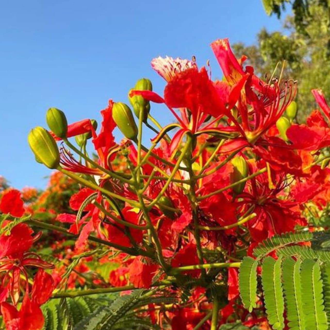 Gulmohar Plant | Red Krishna Sura (Delonix regia) Live Flower Plant with Pot for Home & Garden Balcony