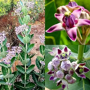 Arka Plant (Calotropis gigantea) – Mandar / Rui Plant for Home Garden