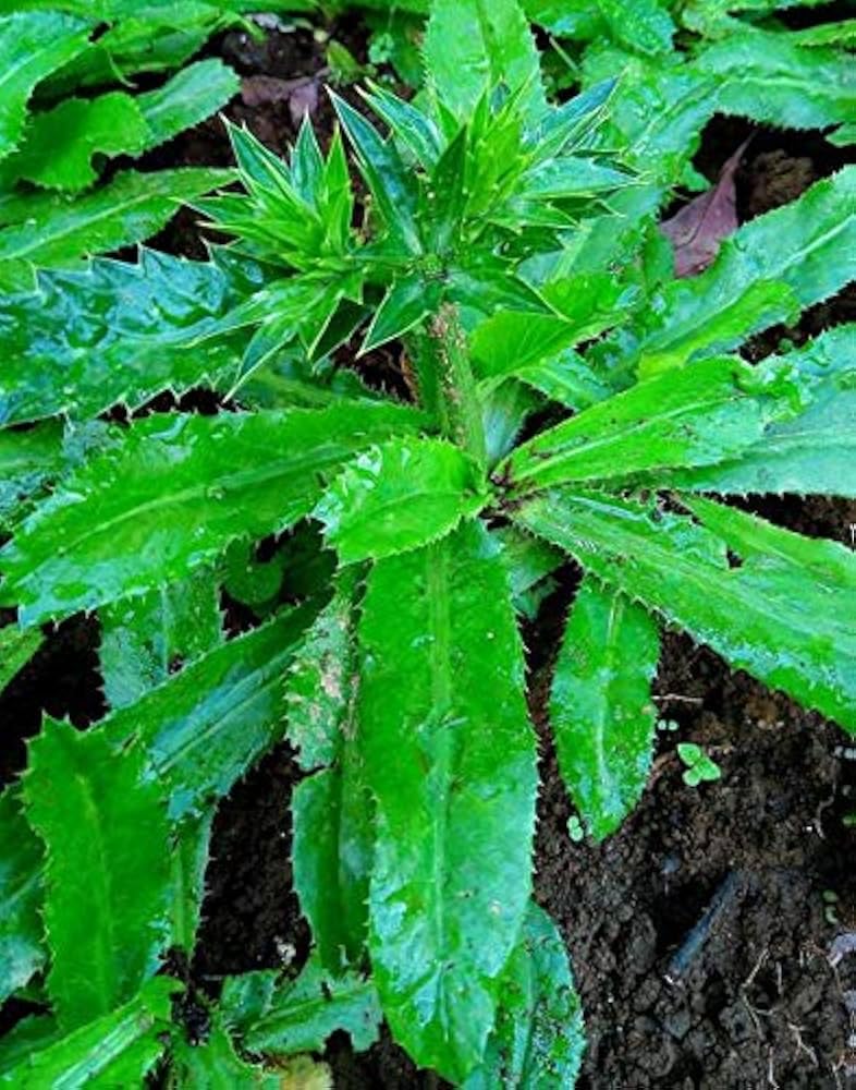 American Dhuniya Live Plant (Culantro Live Plant) With Pot – Fresh Herb Plant for Home Garden - Image 4