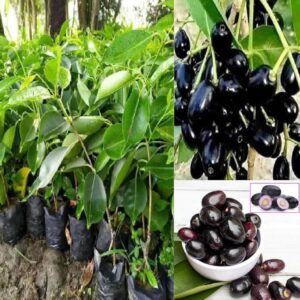 Black Jamun Seedless healthy  plant for home garden planting