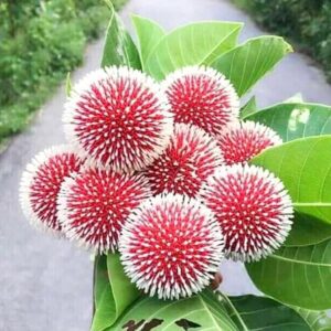 Kadamba/Katampam/Kadamb Healthy Live Plant