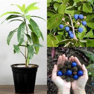 Nursery Rudraksha Plant – Live Healthy Plant for Home Garden