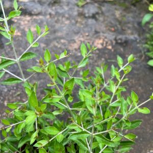 Henna Mehndi Plant (Lawsonia inermis) मेहंदी का पौधा – Live Henna Plant for Balcony & Outdoor Garden