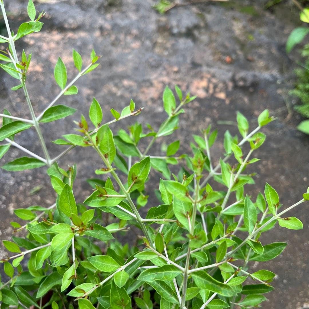 Henna Mehndi Plant (Lawsonia inermis) मेहंदी का पौधा – Live Henna Plant for Balcony & Outdoor Garden