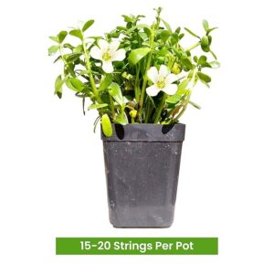 Brahmi Live plant leaves With tub (15-20 pis live plant in 1set)