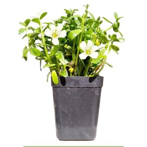 Brahmi Live Plant (Bacopa monnieri) with Pot for Planting in Home Garden